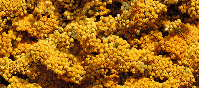 Immortelle Divine